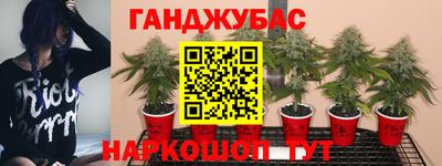 гашик Гусев
